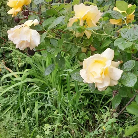 Διαμέρισμα New Town *